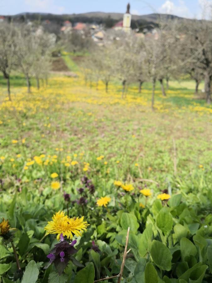 Domboldal Vendégház Noszvaj Esterno foto
